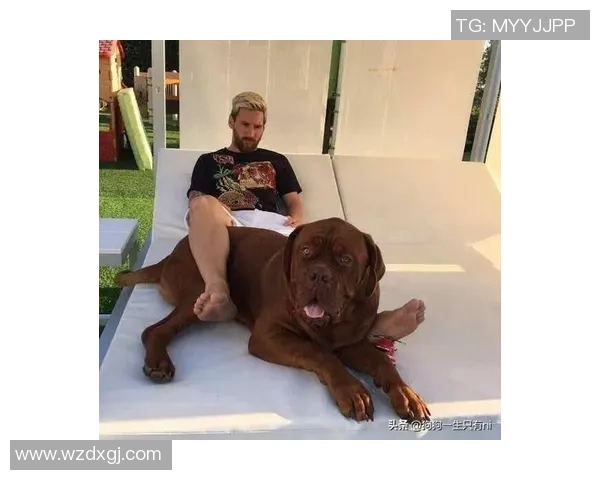 足球球星与爱犬亲密瞬间盘点 十大球员宠物曝光揭秘